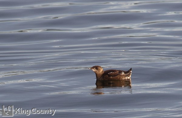 Photo of Brachyramphus marmoratus